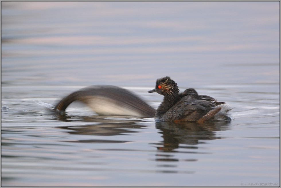 abends am See... Schwarzhalstaucher *Podiceps nigricollis*