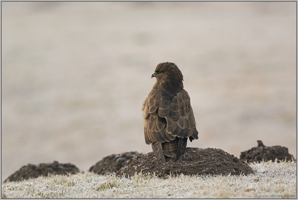 stiller Beobachter... Mäusebussard *Buteo buteo*