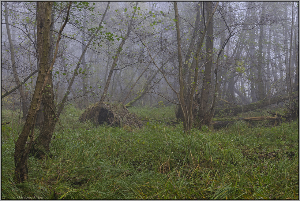 mystisch... Bruchwald *Meerbusch*