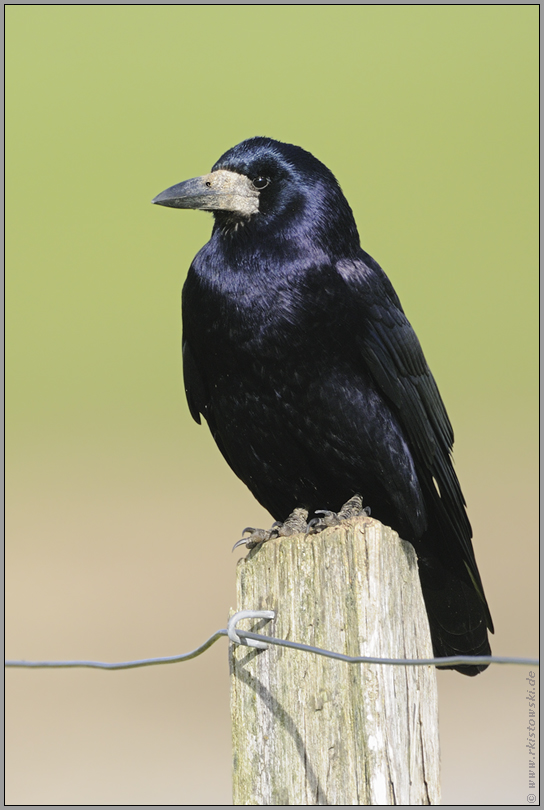 Vogel des Jahres 1986... Saatkrähe *Corvus frugilegus*