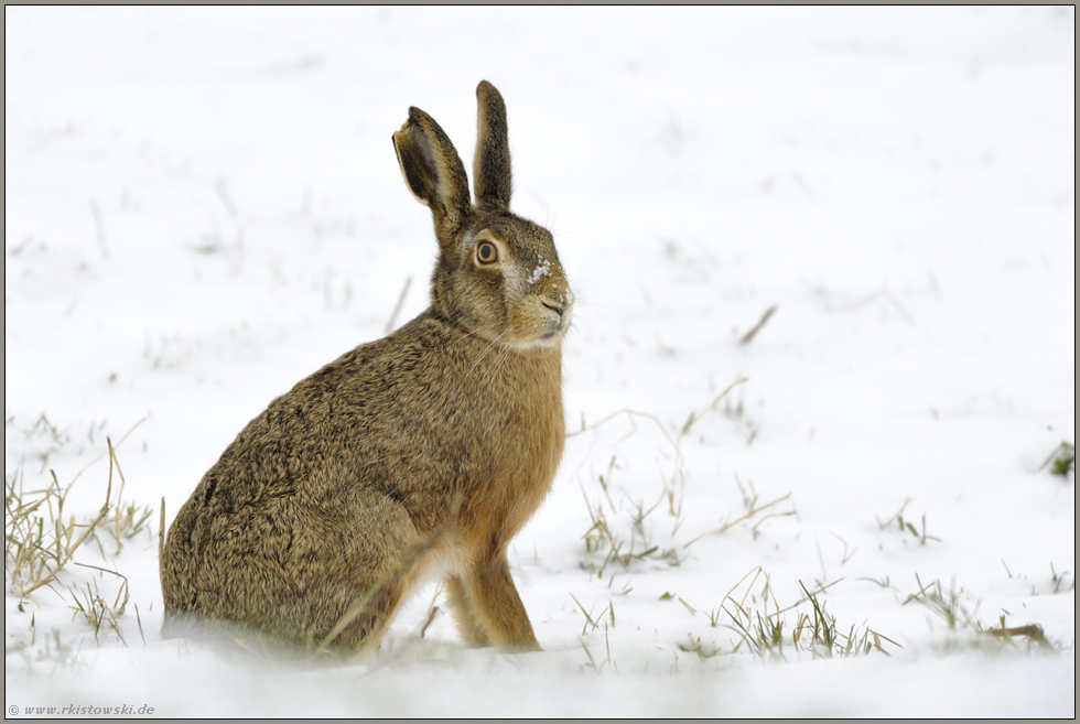 harte Zeiten... Feldhase *Lepus europaeus*