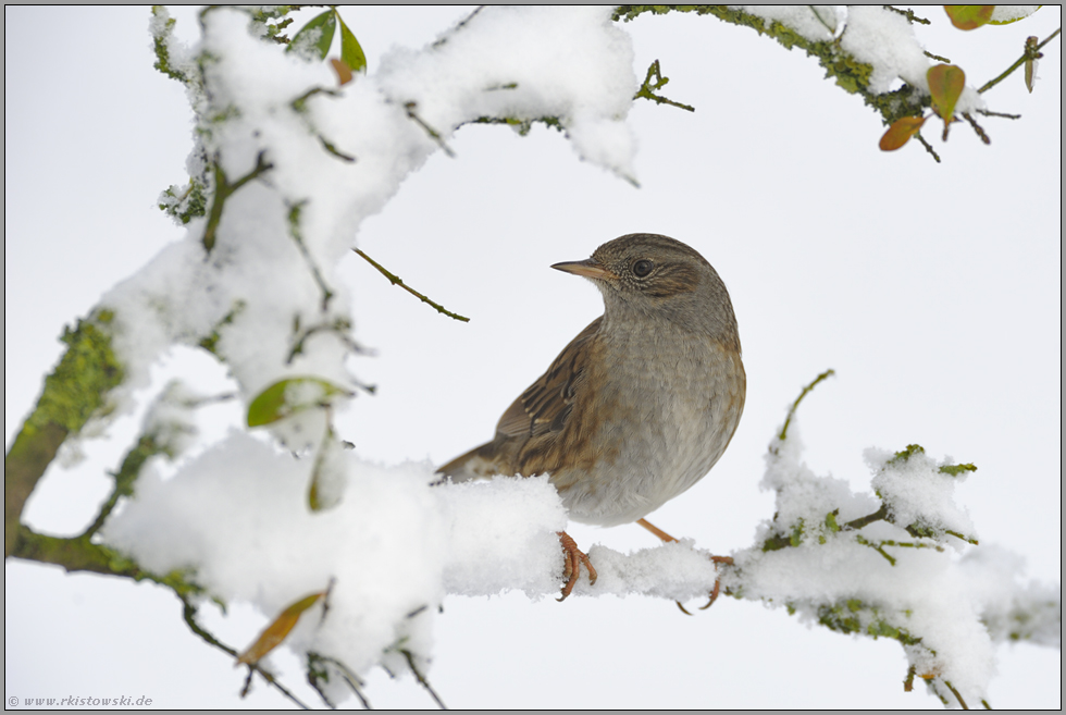 im Schnee... Heckenbraunelle *Prunella modularis* sitzt im Gebüsch