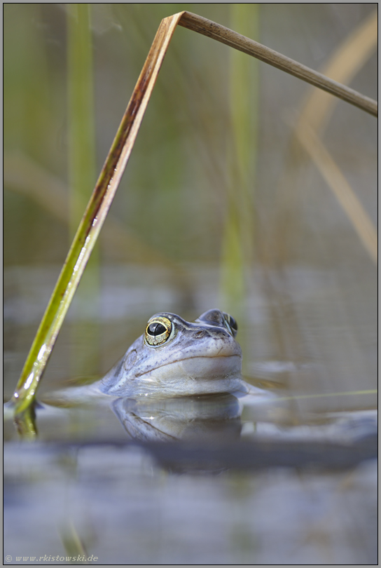 standorttreu... Moorfrosch *Rana arvalis*