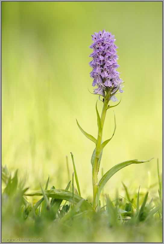 in praller Sonne... Geflecktes Knabenkraut  *Dactylorhiza maculata*