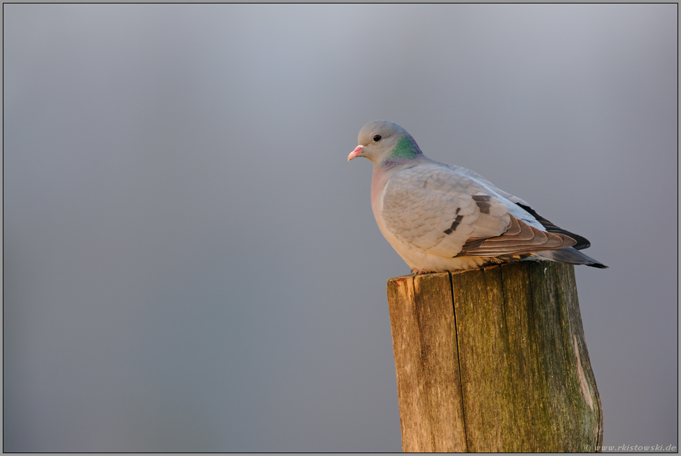 Höhlenbrüter... Hohltaube *Columba oenas*