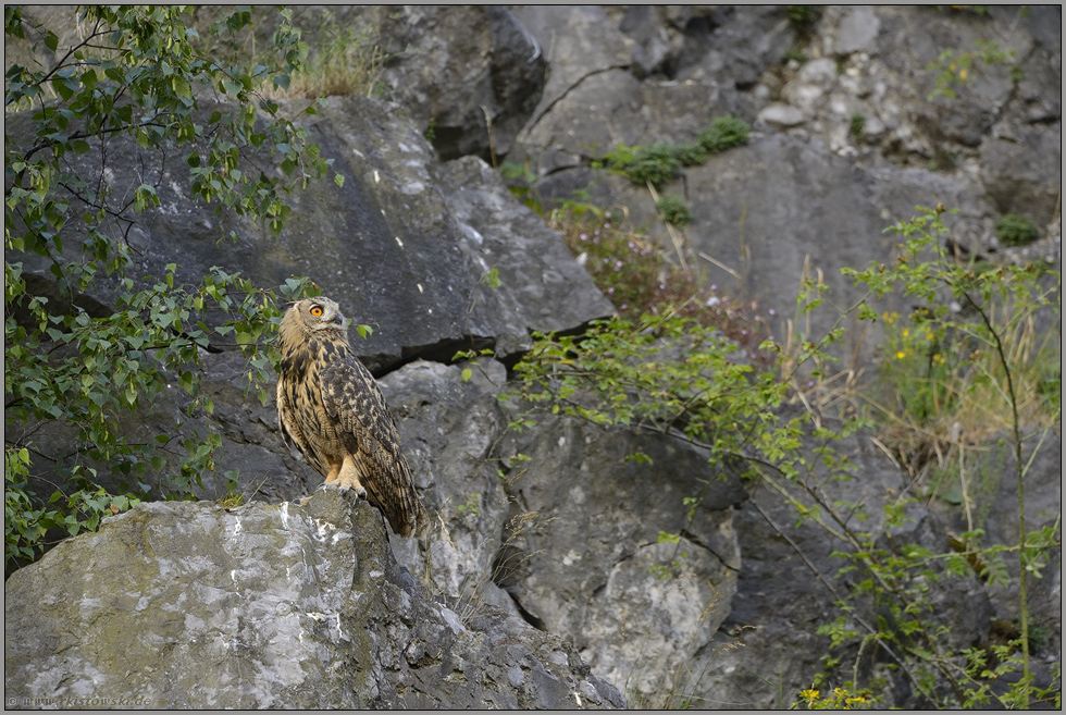 ein wunderschöner Vogel... Europäischer Uhu *Bubo bubo *