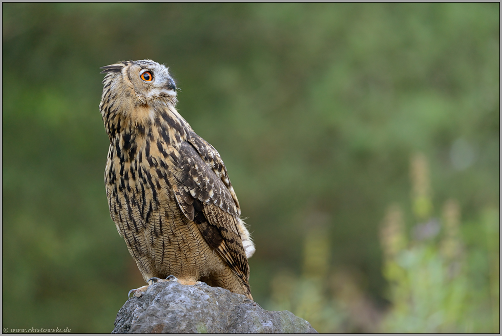 Blick in die Ferne... Europäischer Uhu *Bubo bubo*