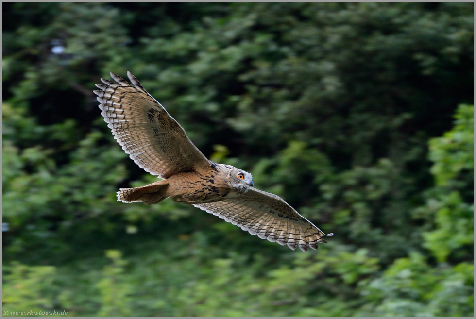 im Segelflug... Europäischer Uhu *Bubo bubo*