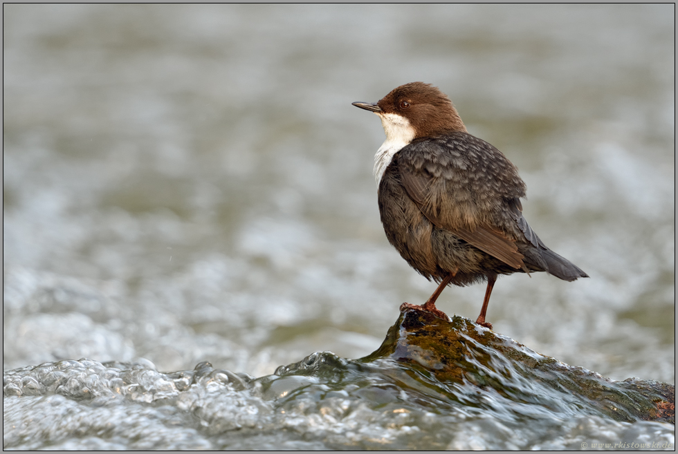 am rauschenden Bach... Wasseramsel *Cinclus cinclus*