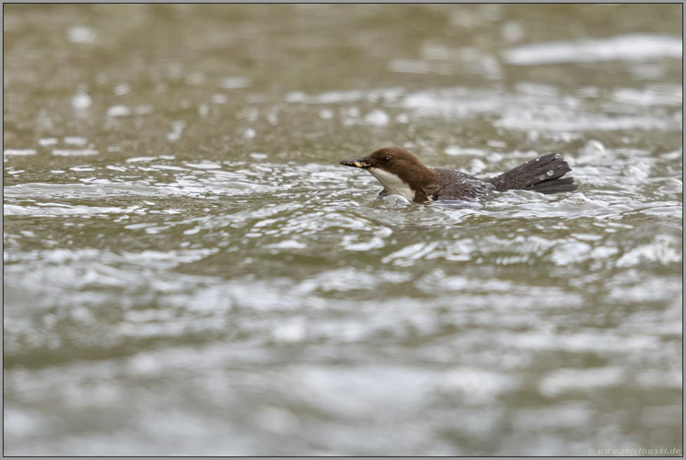 schwimmend unterwegs... Wasseramsel *Cinclus cinclus*