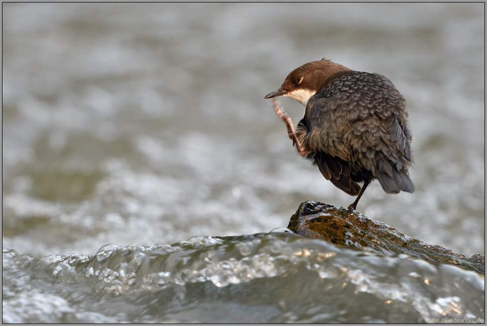 Schnabel putzen... Wasseramsel *Cinclus cinclus* bei der Körperpflege