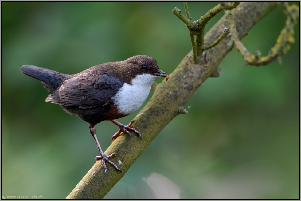 ein eher ungewöhliches Bild... Wasseramsel *Cinclus cinclus* auf einem Ast sitzend