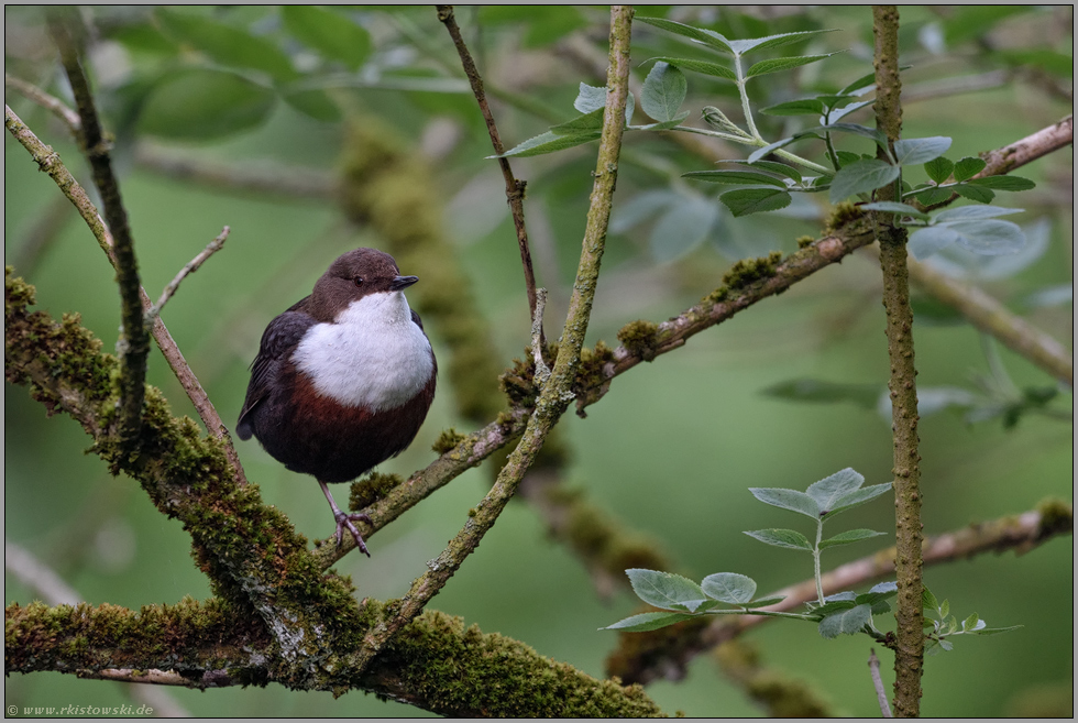 Ruheplatz im Gebüsch... Wasseramsel *Cinclus cinclus* ruht im Holunderbusch