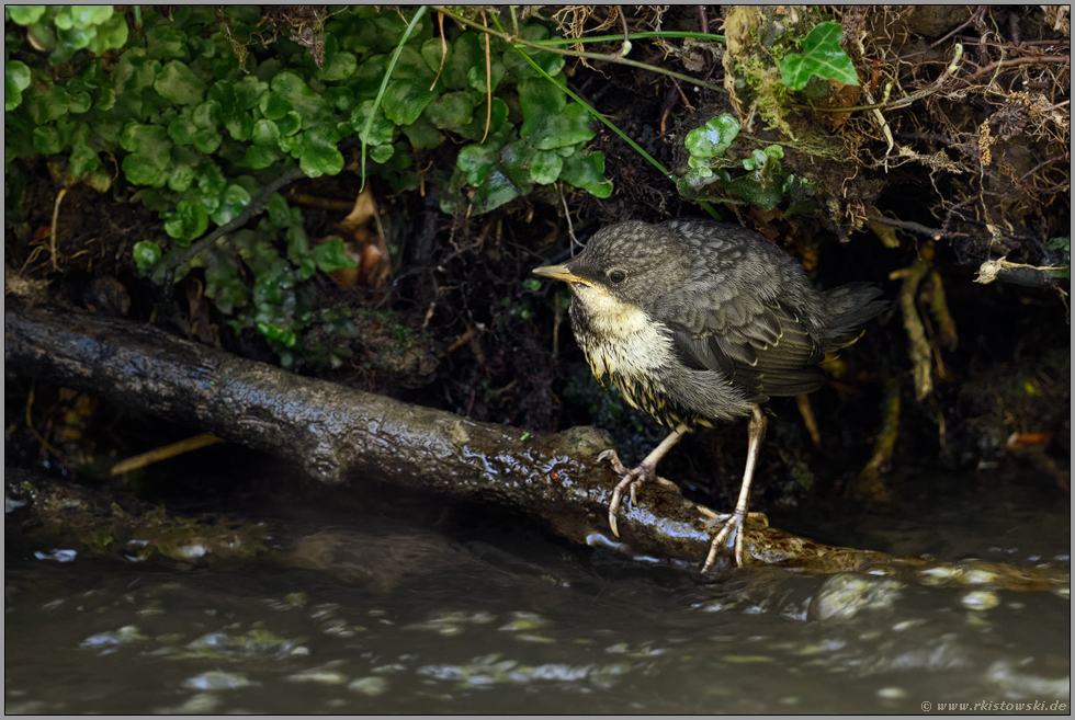 frisch ausgeflogen... Wasseramsel *Cinclus cinclus* wartet am Gewässerrand auf Altvogel