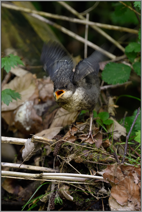 ungeduldig bettelnd... Wasseramsel *Cinclus cinclus*, frisch ausgeflogener Jungvogel bettelt um Futter