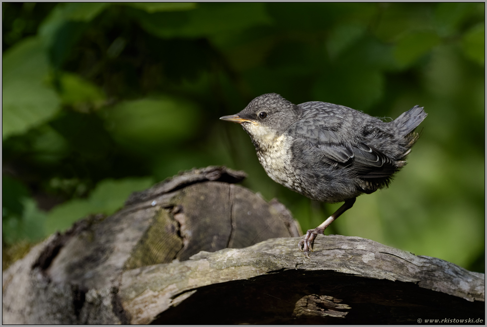 erwartungsvoll... Wasseramsel *Cinclus cinclus*, flügger Jungvogel