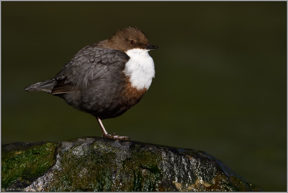 ruhend auf einem Bein... Wasseramsel *Cinclus cinclus*