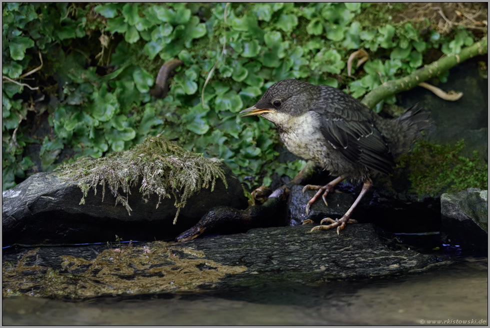 munter unterwegs... Wasseramsel *Cinclus cinclus*, flügger Jungvogel