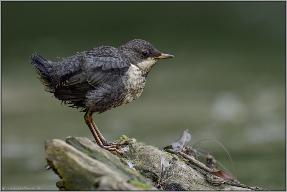 noch ganz jung... Wasseramsel *Cinclus cinclus*, flügges Küken