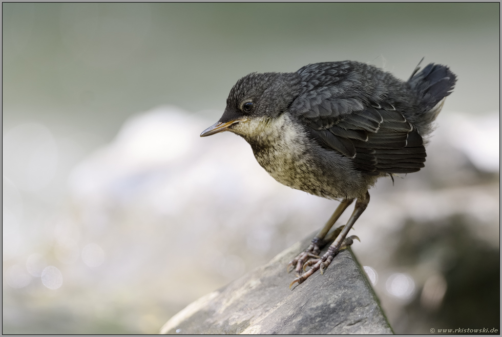 erste Gehversuche... Wasseramsel *Cinclus cinclus*, frisch ausgeflogen