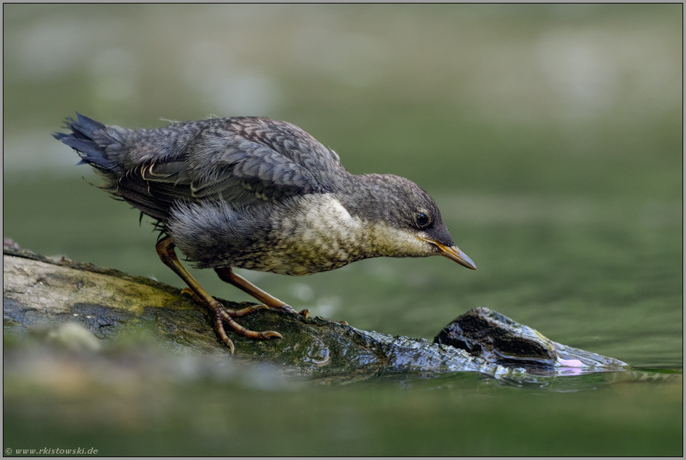 noch sehr vorsichtig... Wasseramsel *Cinclus cinclus*