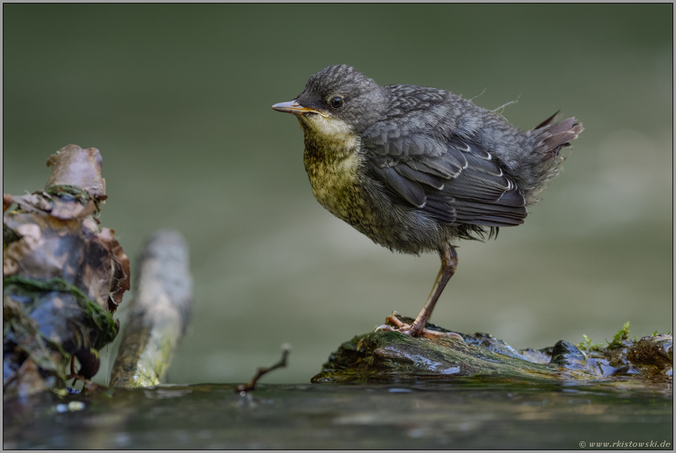 auf Augenhöhe... Wasseramsel *Cinclus cinclus*, gerade eben flügger Jungvogel