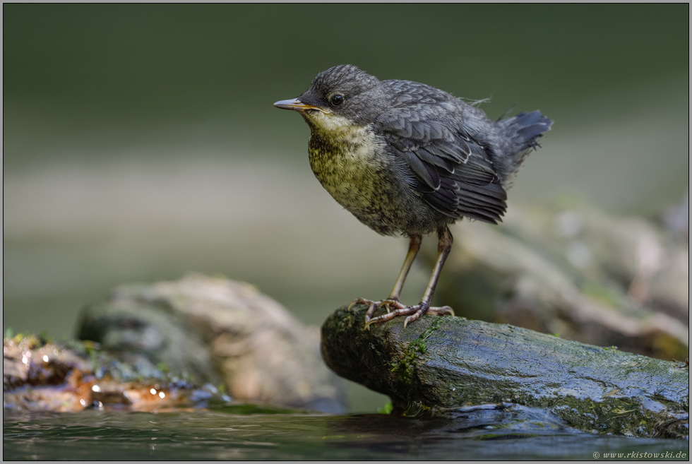 hoch oben auf dem Stein... Wasseramsel *Cinclus cinclus*, flügger Jungvogel