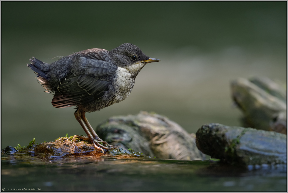 im Lichtspot... Wasseramsel *Cinclus cinclus*, frisch ausgeflogener Jungvogel