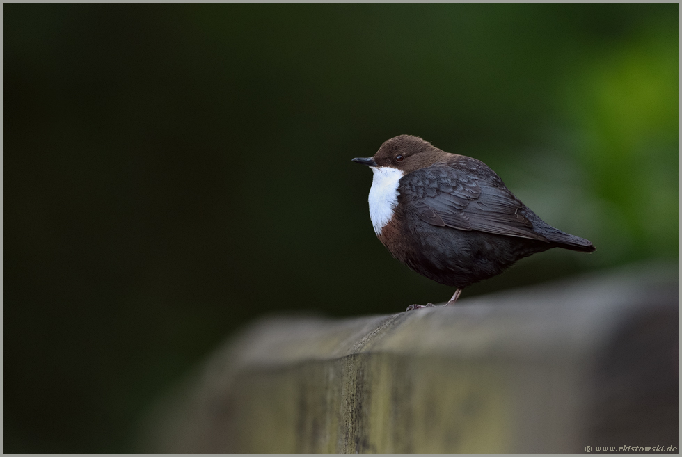 ganz entspannt... Wasseramsel *Cinclus cinclus* gönnt sich eine Pause