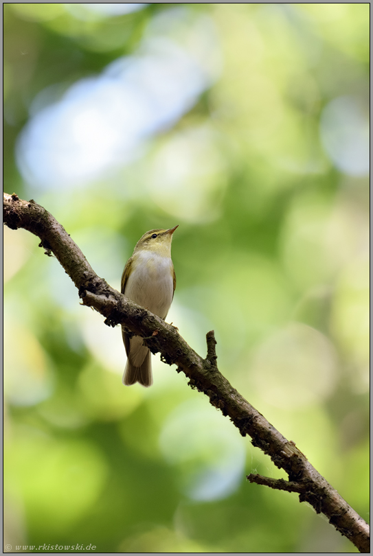 hoch oben in den Bäumen... Waldlaubsänger *Phylloscopus sibilatrix*