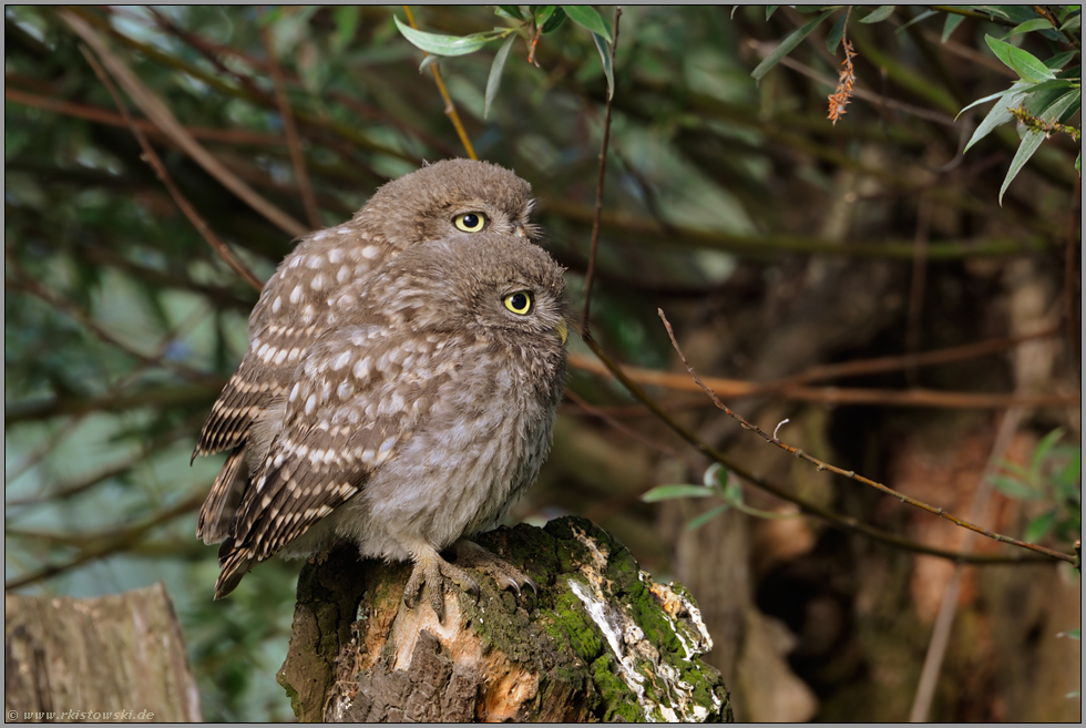 Doppelpack... Steinkauz *Athene noctua*, flügge Jungvögel