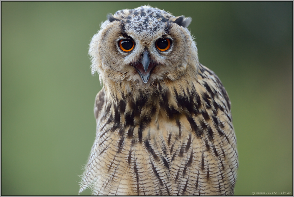 vergnügt... Europäischer Uhu *Bubo bubo*, Jungvogel im Porträt