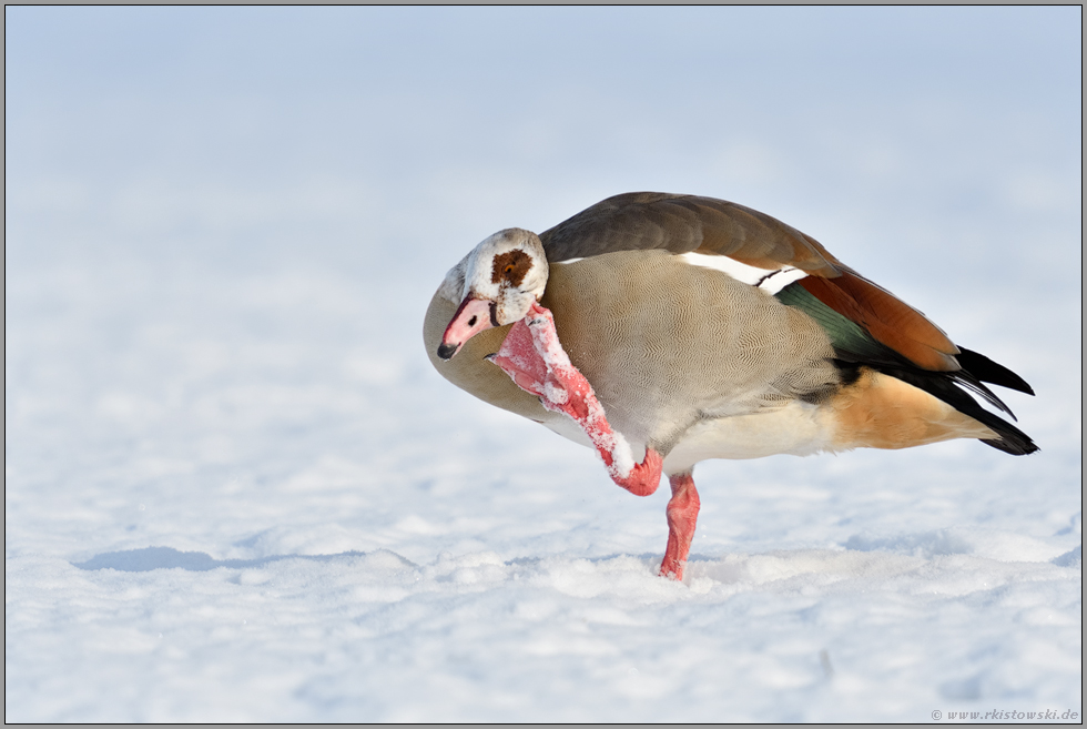 beweglich... Nilgans *Alopochen aegyptiacus*, Gymnastik im Schnee