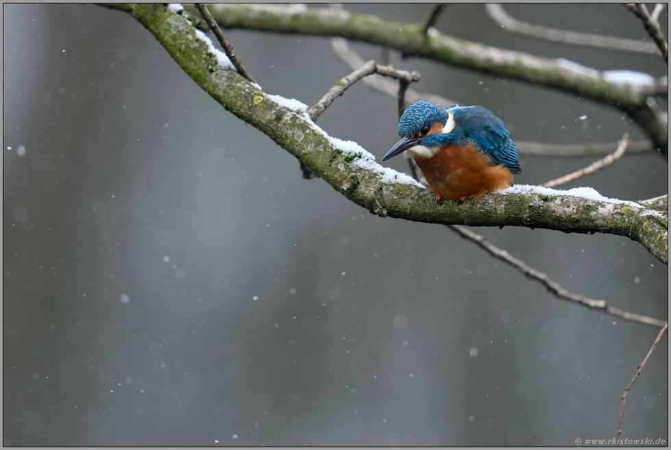 trotz Schnee und Eis... Eisvogel *Alcedo atthis* bei der Jagd