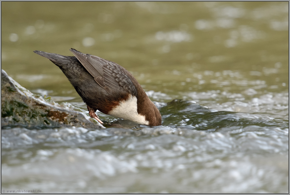 Köpfchen unter Wasser, Schwänzchen in die Höh