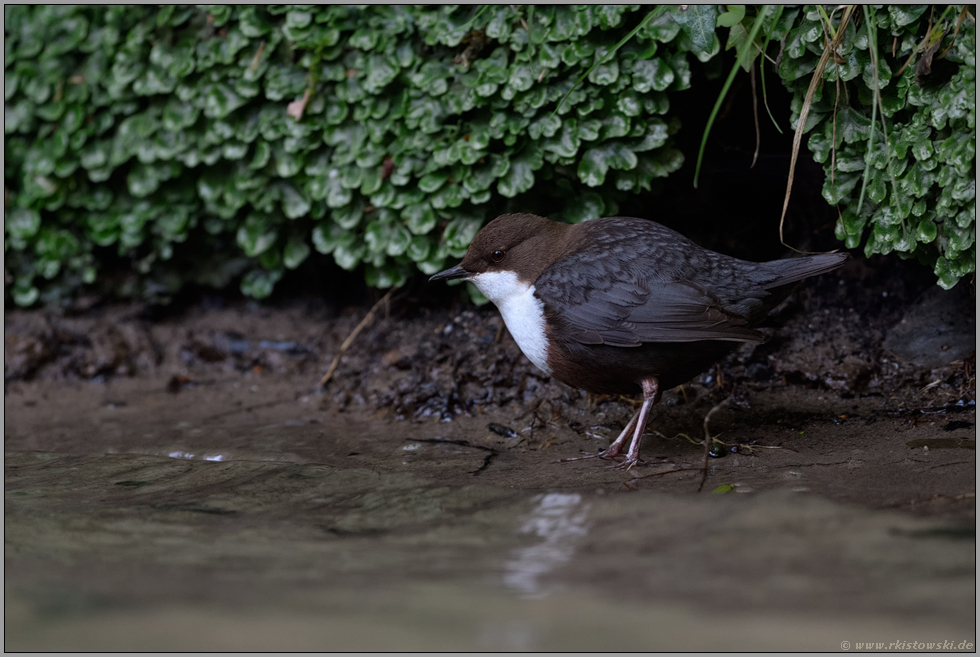 im Flachwasser... Wasseramsel *Cinclus cinclus* bei der Nahrungssuche im Uferbereich