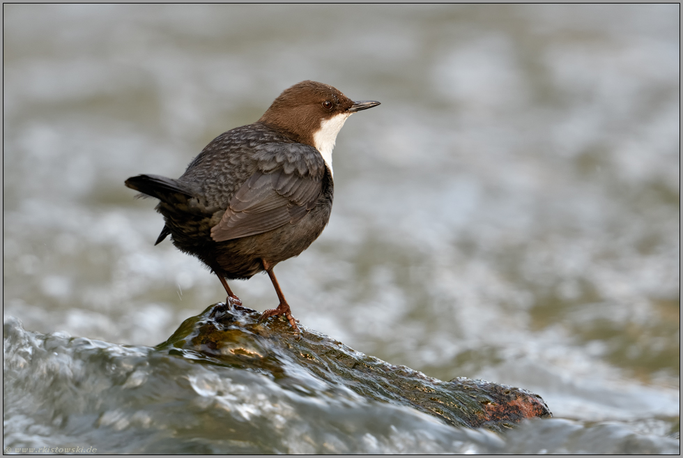 strömendes Wasser... Wasseramsel *Cinclus cinclus* im typischen Lebensraum