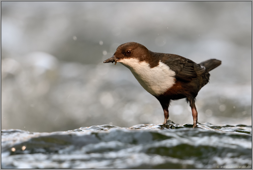 auf Augenhöhe... Wasseramsel *Cinclus cinclus* mit Beute im Schnabel