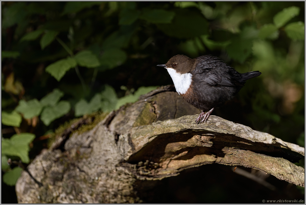 ein Platz an der Sonne... Wasseramsel *Cinclus cinclus* an ihrem Ruheplatz