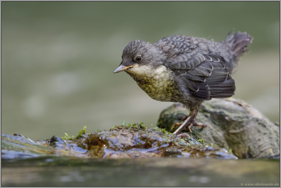 noch ein wenig unsicher... Wasseramsel *Cinclus cinclus*, gerade eben flügger Jungvogel