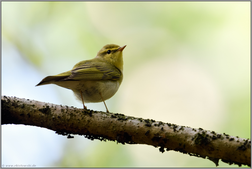 im Frühjahr... Waldlaubsänger *Phylloscopus sibilatrix* sichert sein Revier