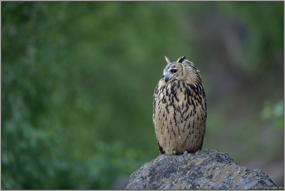 Stille... Europäischer Uhu *Bubo bubo*, Jungvogel, blickt zur Seite