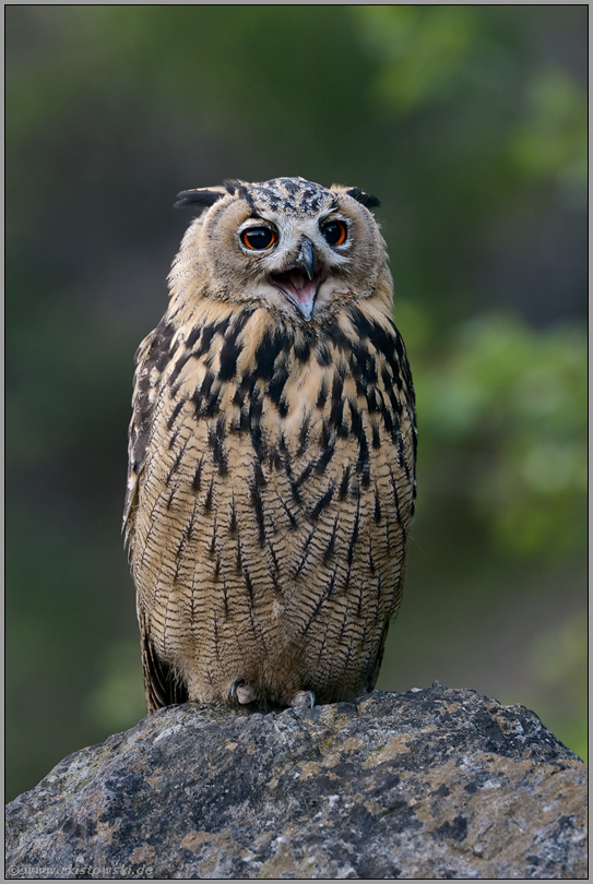 rufend... Europäischer Uhu *Bubo bubo*, Jungvogel mit weit geöffneten Pupillen