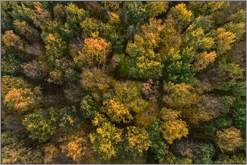 Laubwald aus der Vogelperspektive... Wald *Meerbusch*