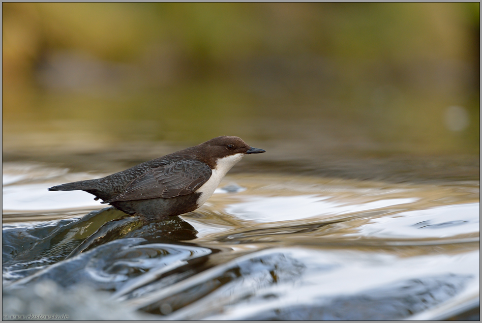 Fließgeschwindigkeit... Wasseramsel  *Cinclus cinclus* steht auf einem Stein in der Strömung eines Baches