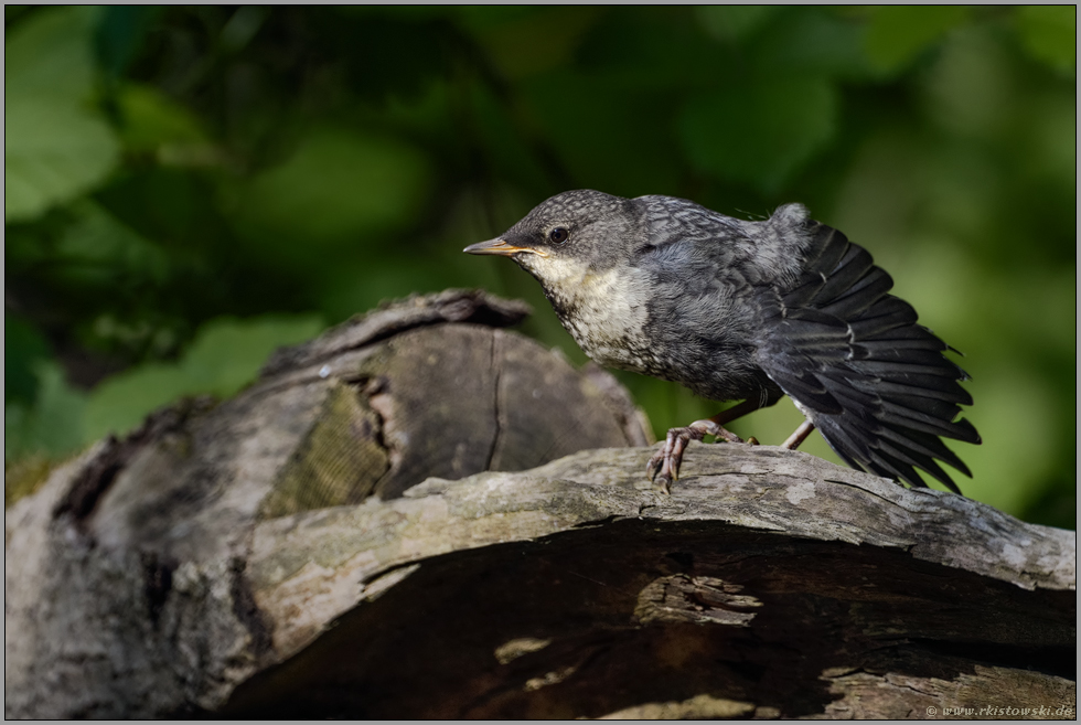 flugfertig... Wasseramsel *Cinclus cinclus*, flügger Jungvogel reckt und streckt sich