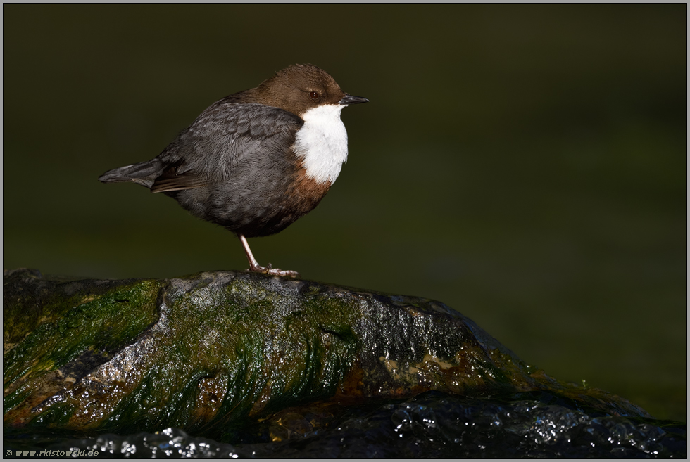 am Bach... Wasseramsel *Cinclus cinclus* ruht aufgeplustert auf einem Stein im Wasser