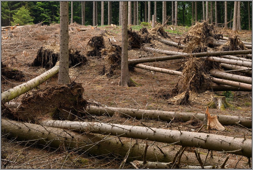 am Rande des Kahlschlages... Waldsterben *Windwurf*, umgestürzte Bäume