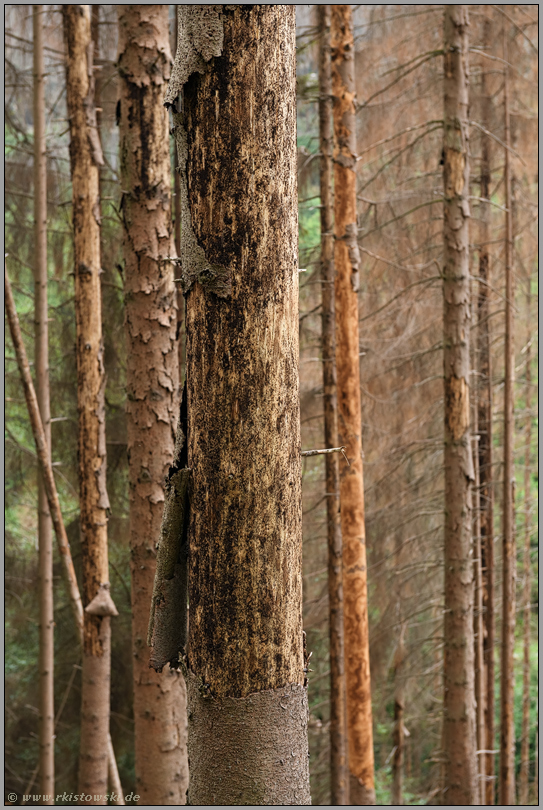 der Wald stirbt... Fichte *Waldsterben*, kranke Fichten, Detailansicht des Stammes eines abgestorbenen Baumes