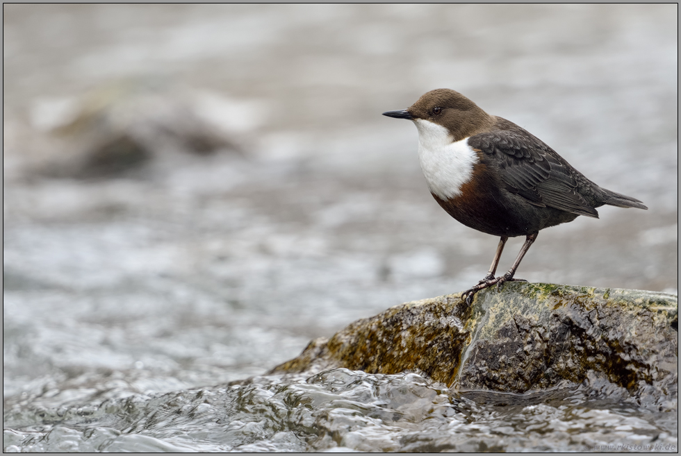 typische Beobachtung... Wasseramsel *Cinclus cinclus* sitzt auf einem Felsen im Wasser